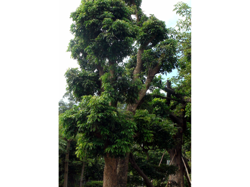 東莞景觀樹(shù)苗